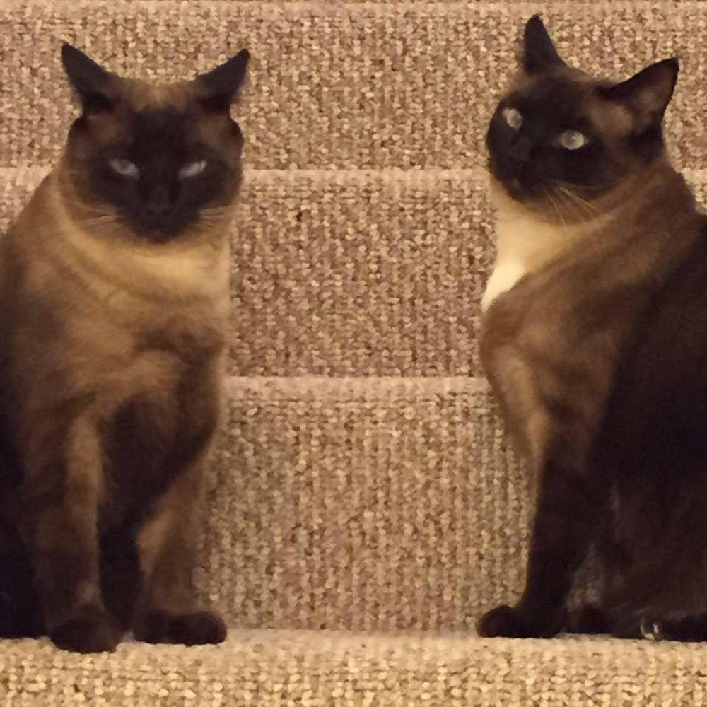 Meet your Posher, Joan